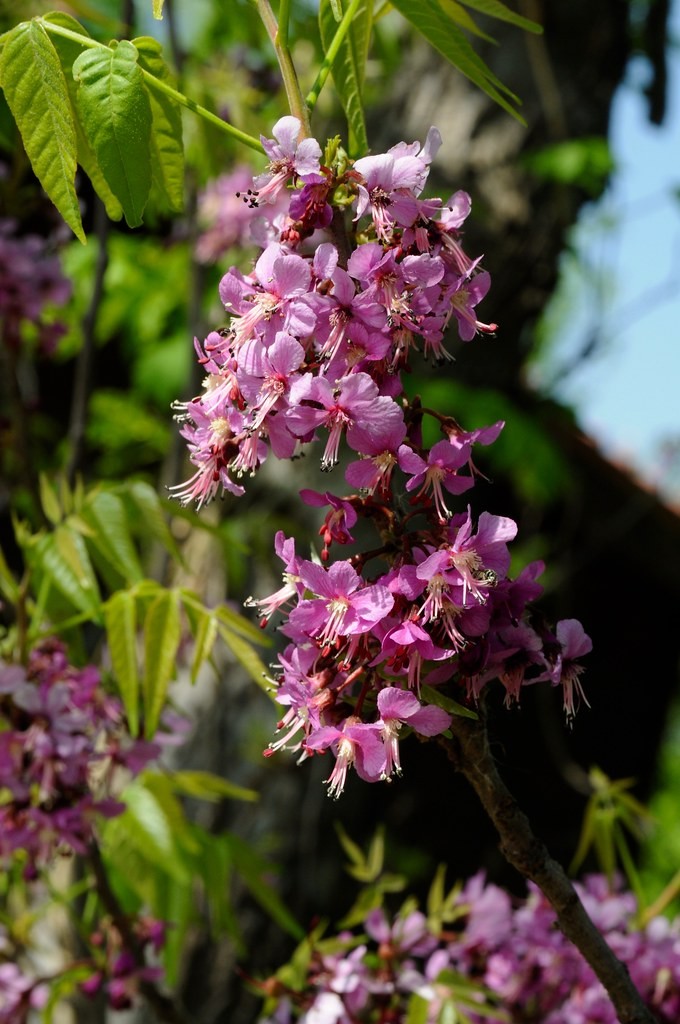 Ungnadia speciosa (Mexican Buckeye) at The John Fairey Garden nursery in Hempstead, Texas