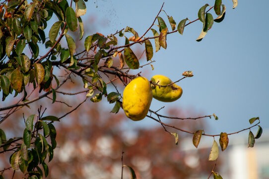 Pseudocydonia sinensis (Chinese Quince) at The John Fairey Garden nursery in Hempstead, Texas