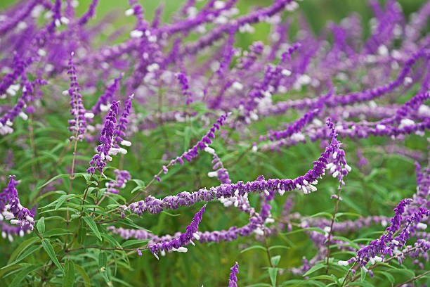 Salvia leucantha (Mexican Bush Sage) at The John Fairey Garden nursery in Hempstead, Texas