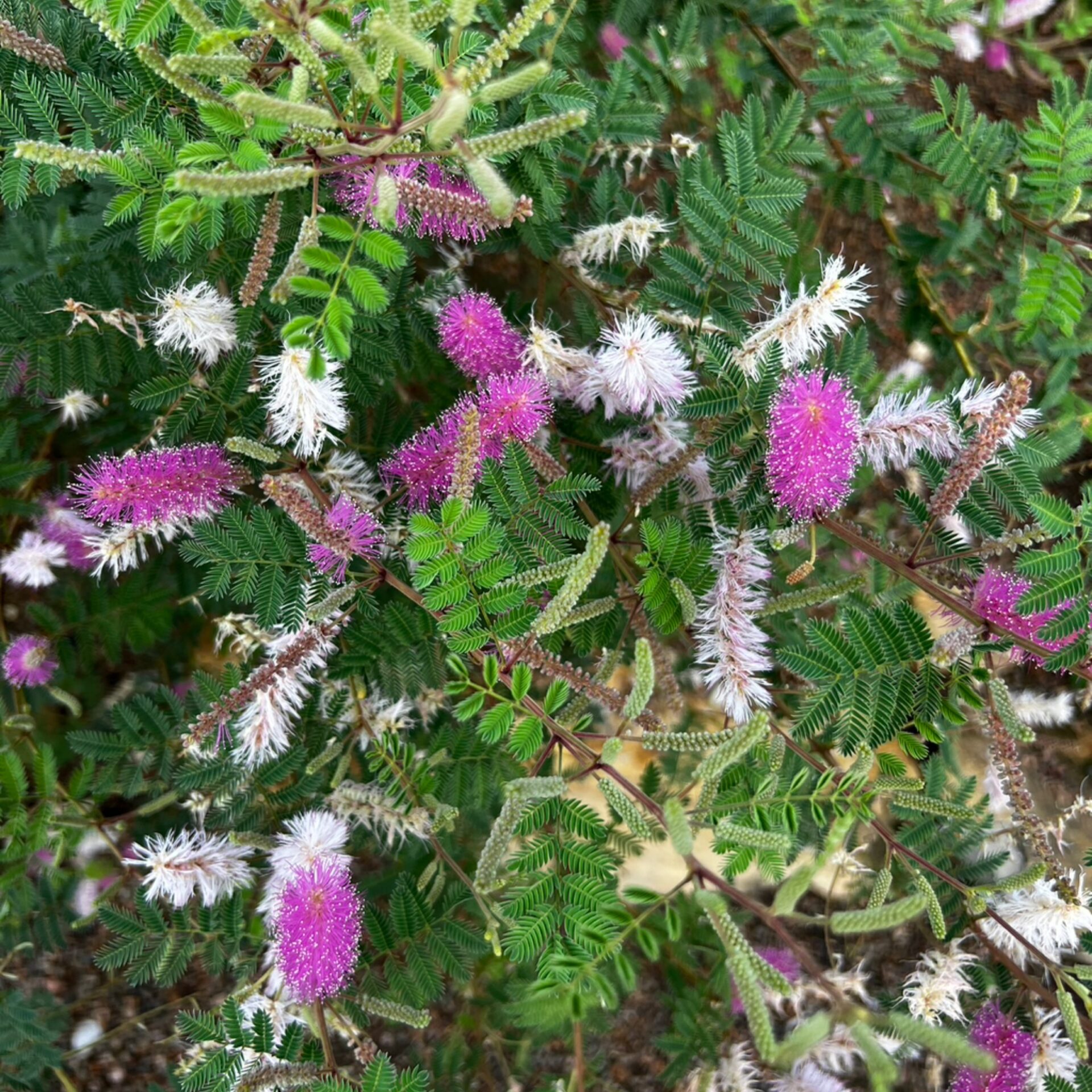Mimosa dysocarpa (Velvetpod Mimosa) at The John Fairey Garden nursery in Hempstead, Texas