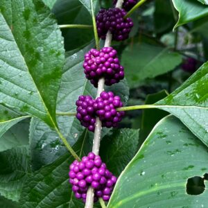 Callicarpa americana