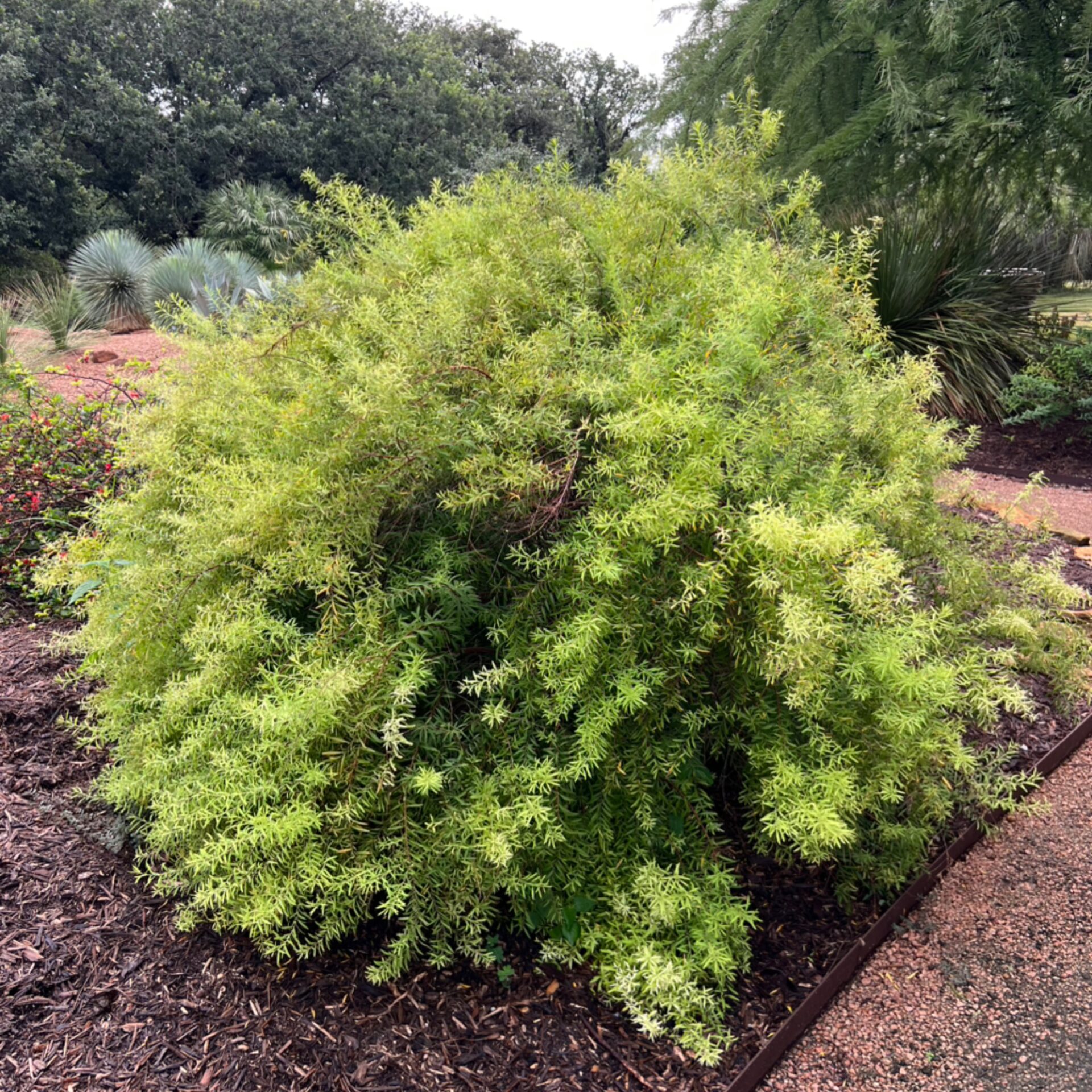 Spiraea thunbergii ‘Mt. Fuji’ (Variegated Spiraea) at The John Fairey Garden nursery in Hempstead, Texas