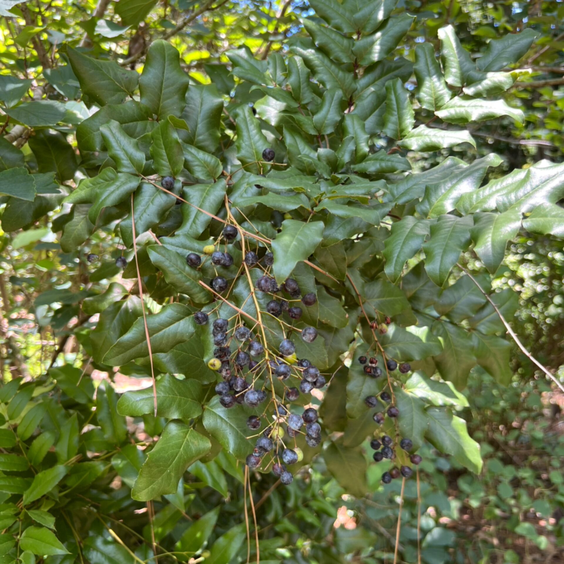 Seeds – Mahonia pallida (Mahonia pallida Seeds) at The John Fairey Garden nursery in Hempstead, Texas