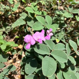 Seeds – Tephrosia lindheimeri (Hoary Pea Seeds) at The John Fairey Garden nursery in Hempstead, Texas