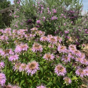 Monarda fistulosa