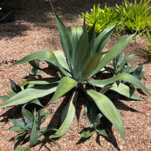 Agave weberi (Weber's Agave) at The John Fairey Garden nursery in Hempstead, Texas