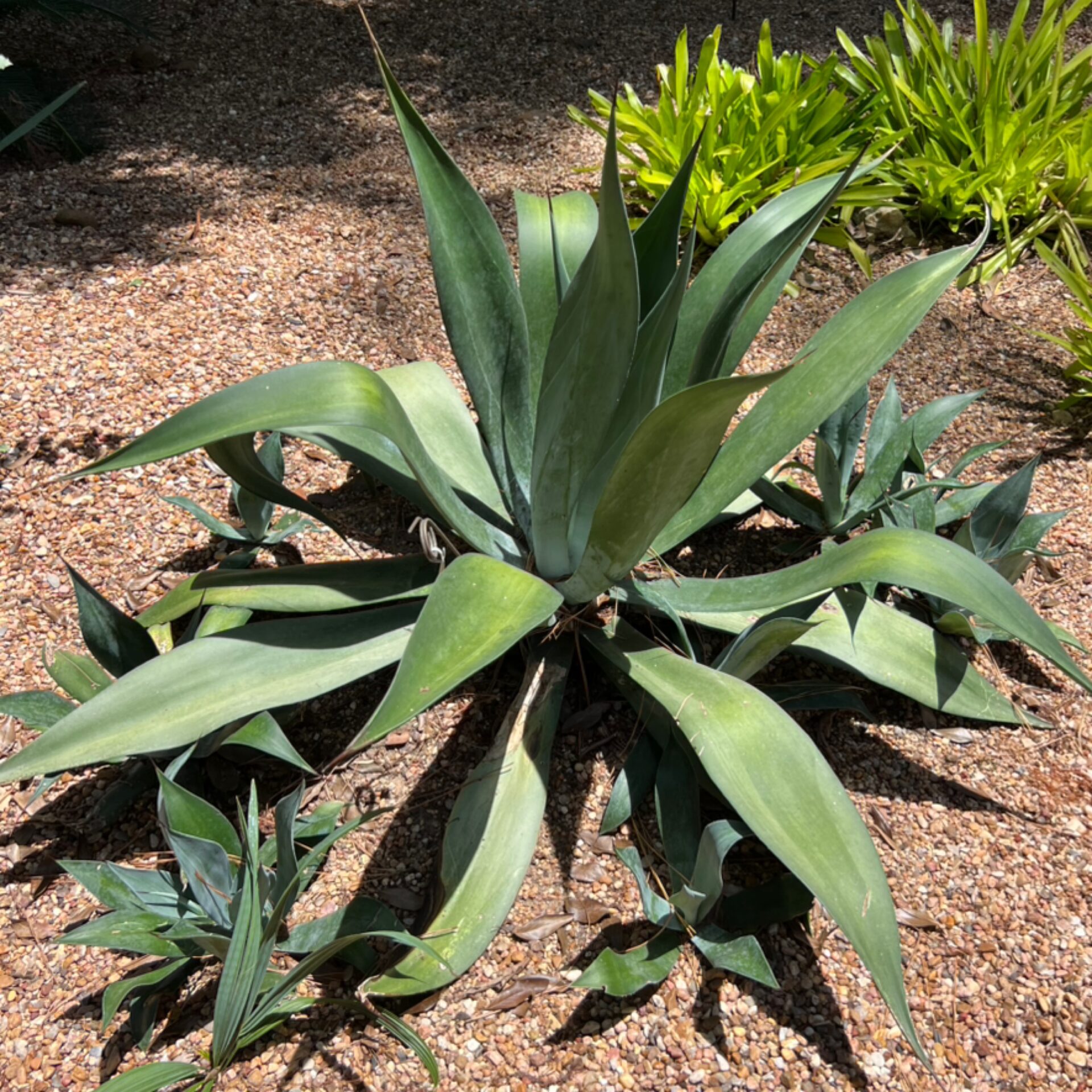 Agave weberi (Weber's Agave) at The John Fairey Garden nursery in Hempstead, Texas