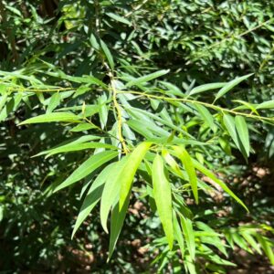 Nectandra salicifolia at The John Fairey Garden nursery in Hempstead, Texas