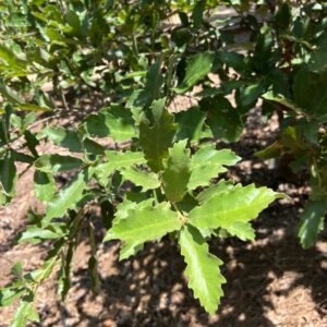 Quercus laeta at The John Fairey Garden nursery in Hempstead, Texas