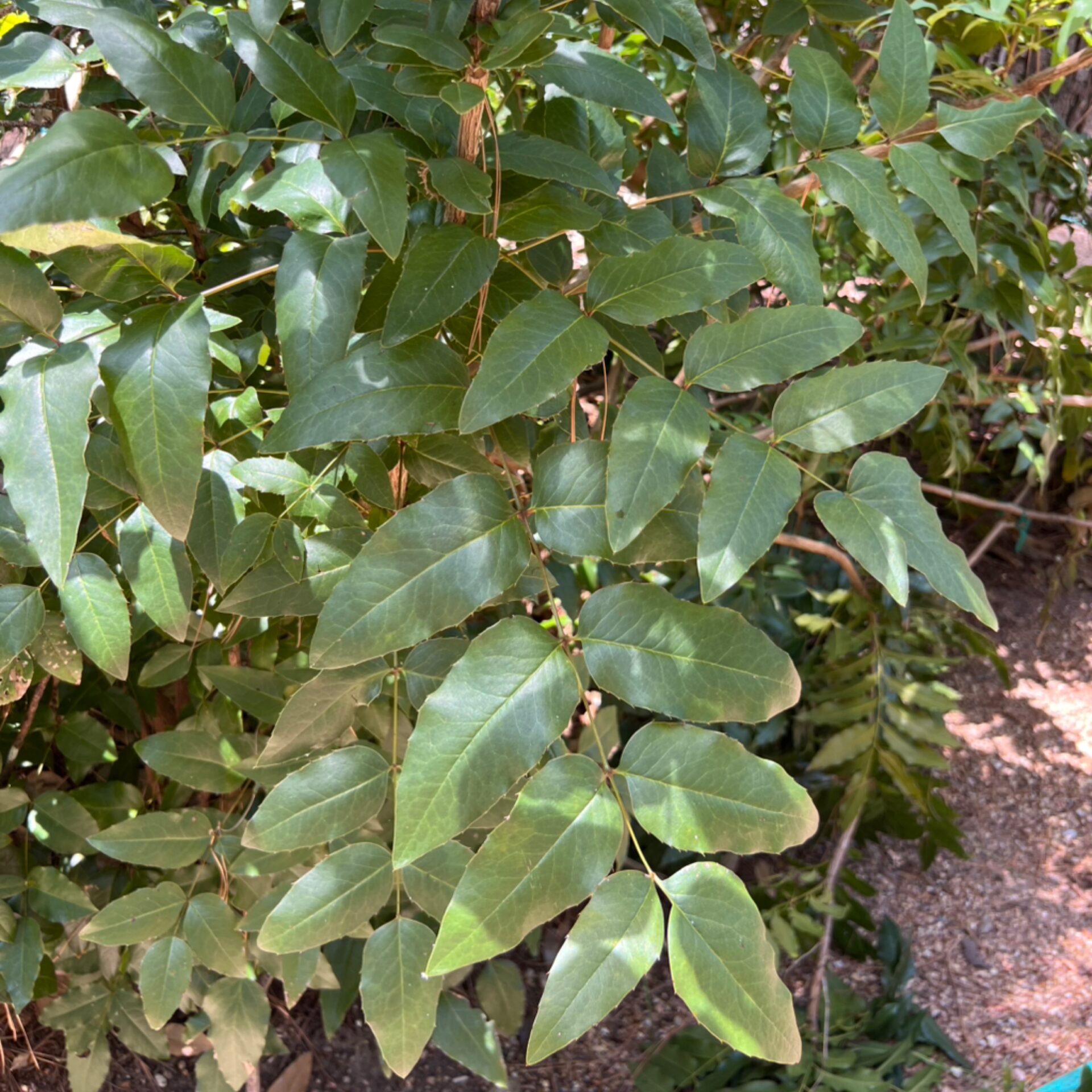 Mahonia lanceolata at The John Fairey Garden nursery in Hempstead, Texas