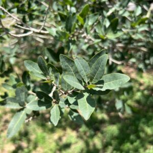 Quercus porphyrogenita at The John Fairey Garden nursery in Hempstead, Texas
