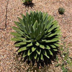 Agave victoriae-reginae (Queen Victoria Agave) at The John Fairey Garden nursery in Hempstead, Texas