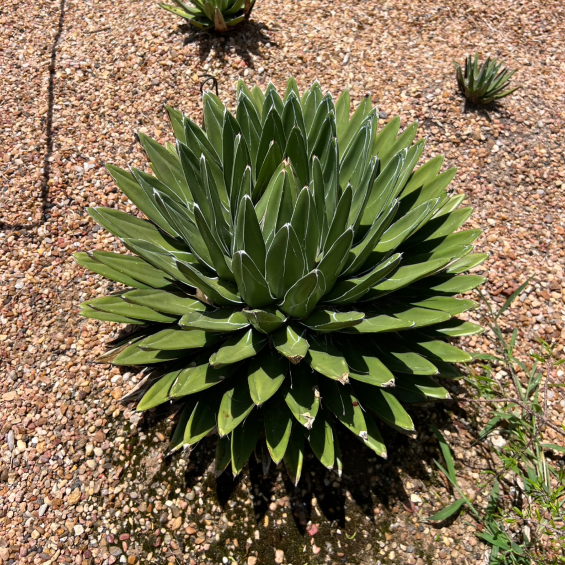 Agave victoriae-reginae (Queen Victoria Agave) at The John Fairey Garden nursery in Hempstead, Texas