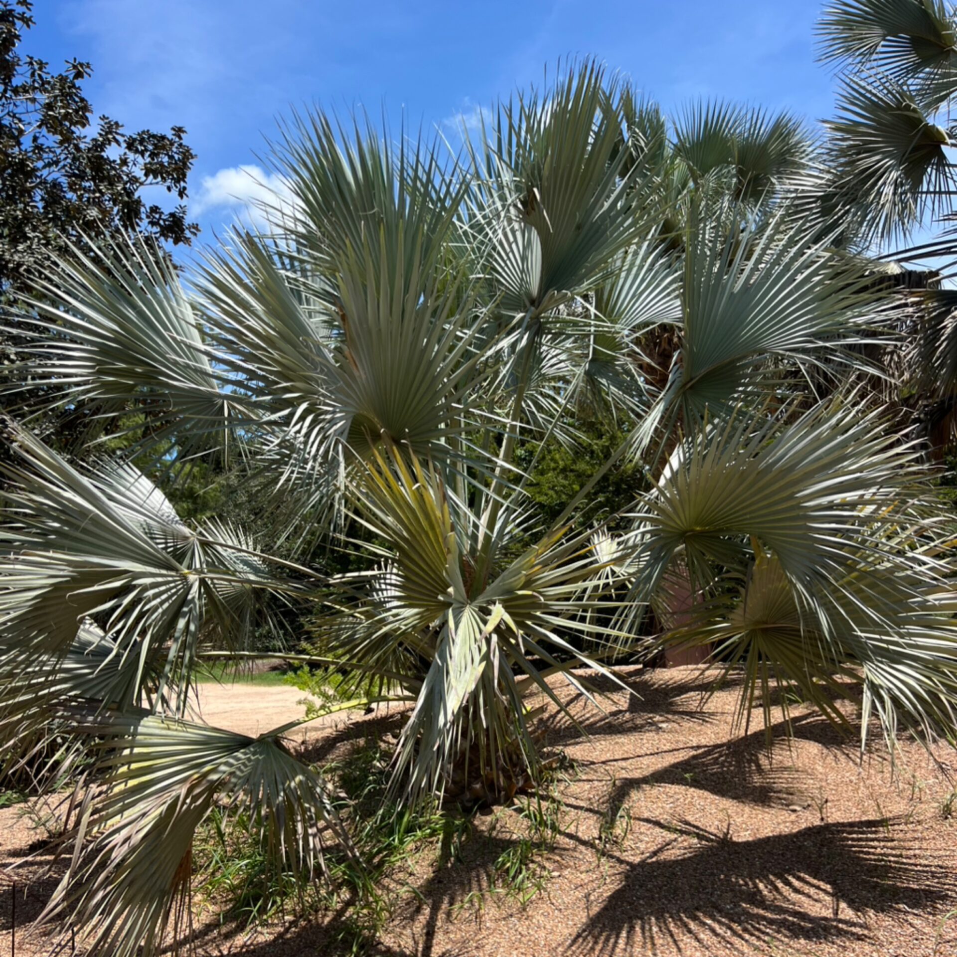 Sabal uresana (Blue Sonoran Palmetto) at The John Fairey Garden nursery in Hempstead, Texas