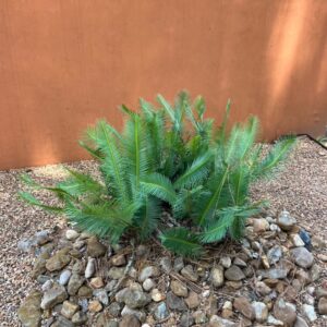 Dioon edule (Virgin's Palm) at The John Fairey Garden nursery in Hempstead, Texas