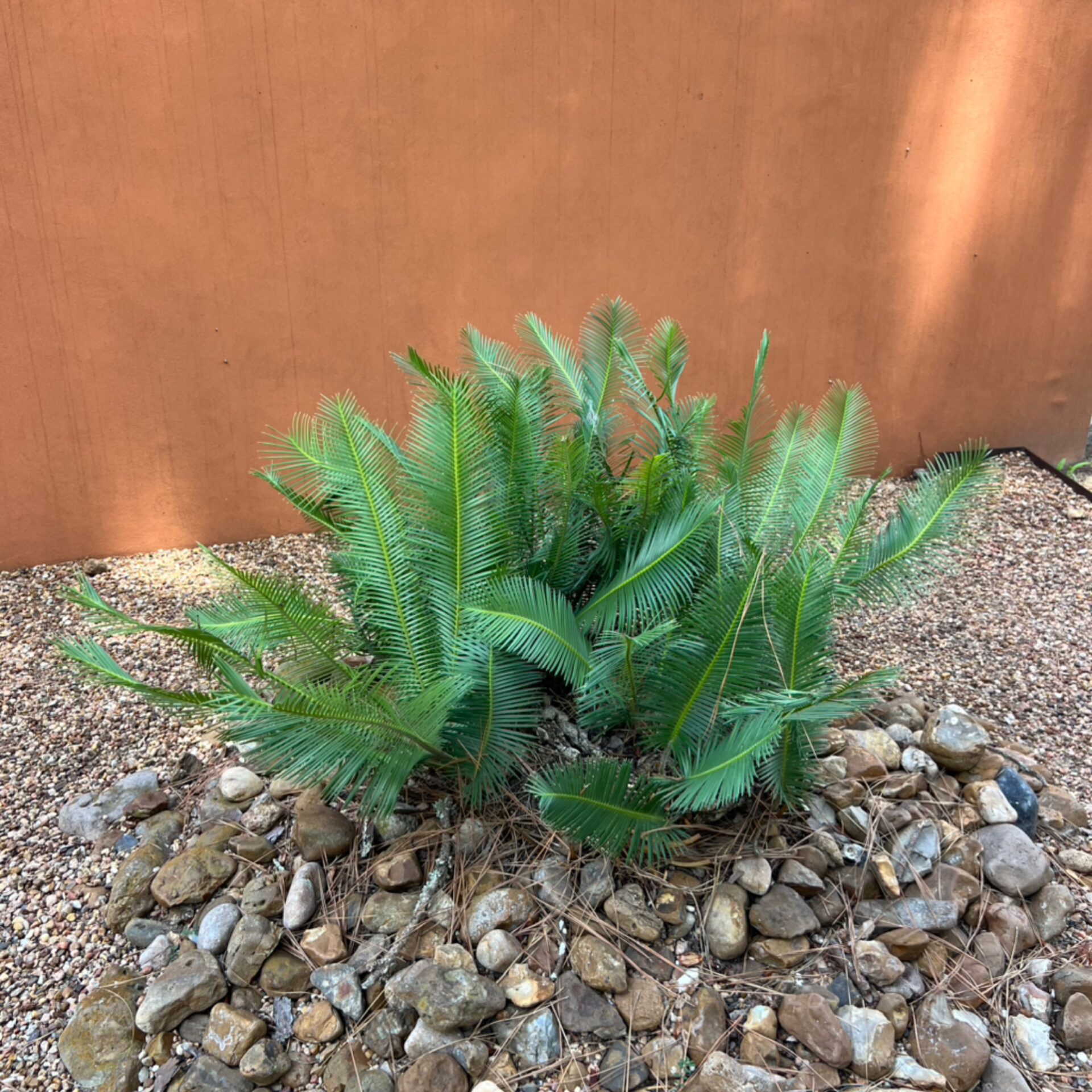 Dioon edule (Virgin's Palm) at The John Fairey Garden nursery in Hempstead, Texas