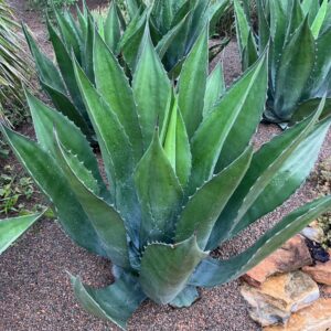 Agave x pseudoferox ‘Green Goblet’ (Green Goblet Agave) at The John Fairey Garden nursery in Hempstead, Texas