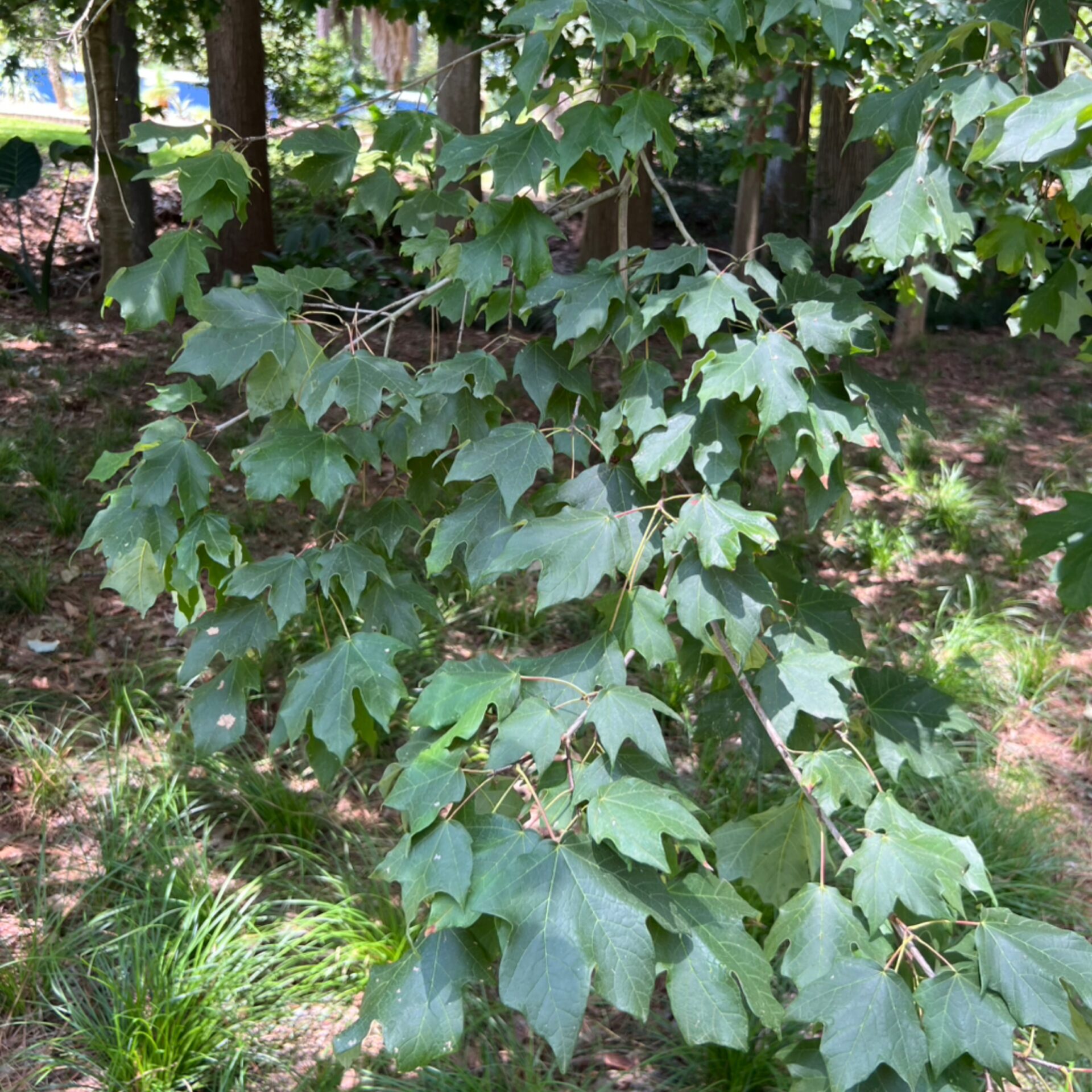 Acer skutchii (Cloud Forest Sugar Maple) at The John Fairey Garden nursery in Hempstead, Texas