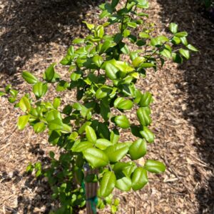 Myrcianthes aff. fragrans ‘Ogden Collection’ at The John Fairey Garden nursery in Hempstead, Texas