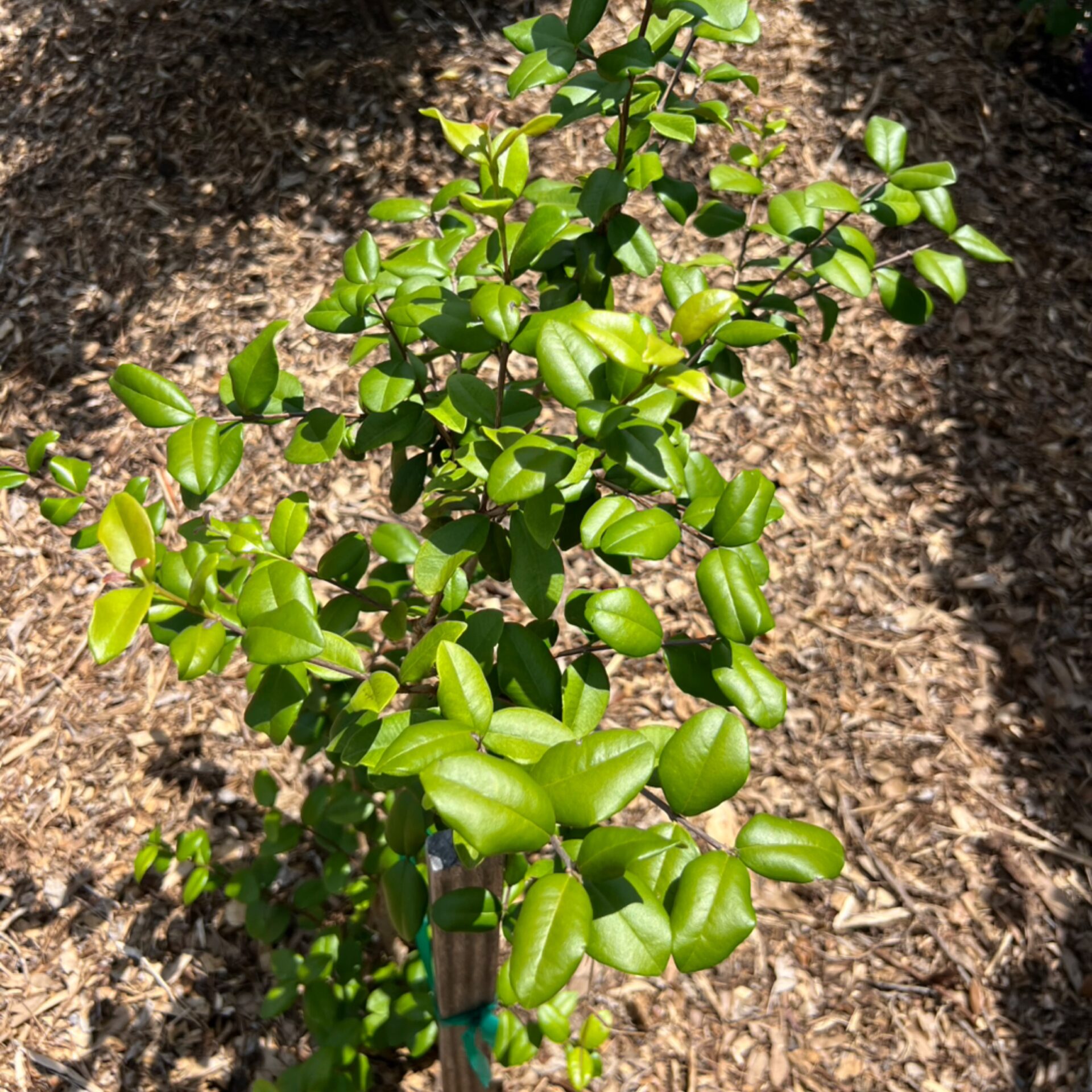 Myrcianthes aff. fragrans ‘Ogden Collection’ at The John Fairey Garden nursery in Hempstead, Texas