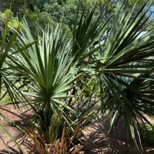 Sabal tamaulipensis (Tamaulipas Mexican Scrub Palm) at The John Fairey Garden nursery in Hempstead, Texas