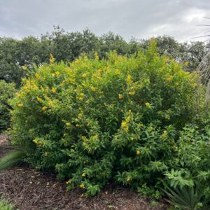 Cestrum auranticum