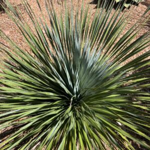 Dasylirion wheeleri (Common Sotol) at The John Fairey Garden nursery in Hempstead, Texas