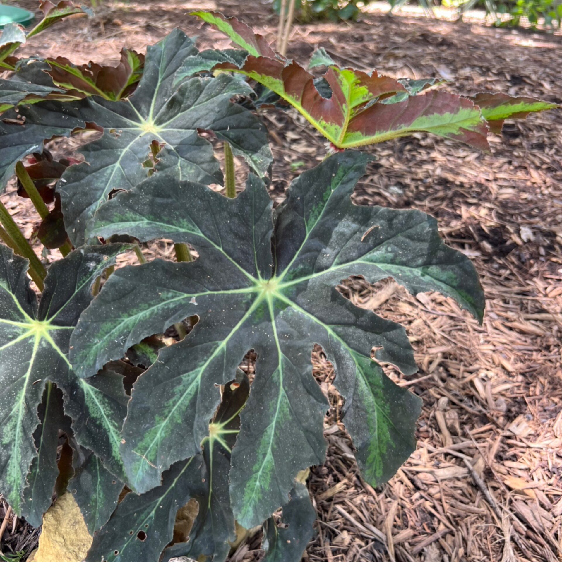 Begonia heracleifolia (Starleaf Begonia) at The John Fairey Garden nursery in Hempstead, Texas