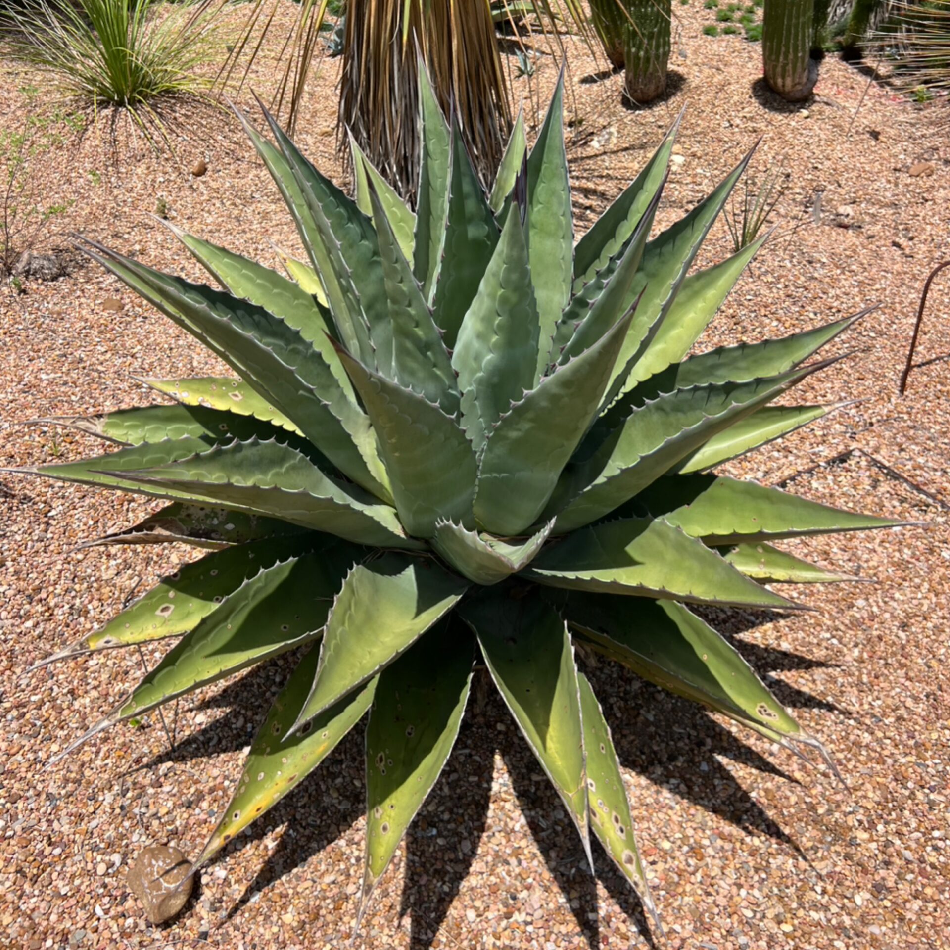 Agave sp. ‘Baccarat’ (Baccarat Agave) at The John Fairey Garden nursery in Hempstead, Texas