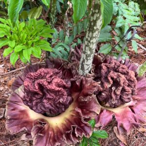 Amorphophallus paeoniifolius (Elephant Foot Yam) at The John Fairey Garden nursery in Hempstead, Texas