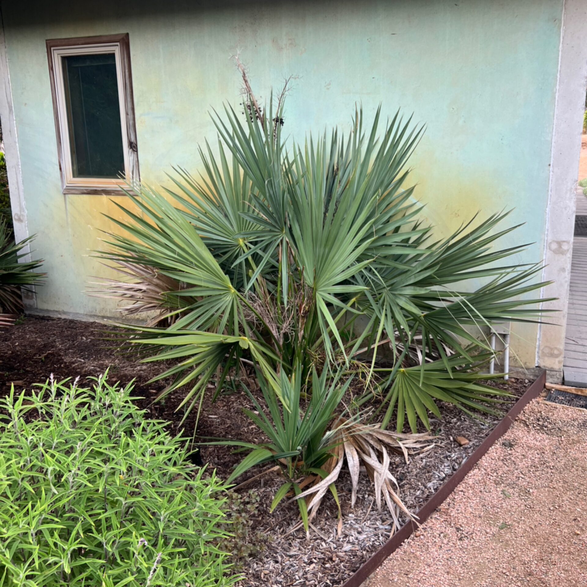 Sabal minor (Dwarf Palmetto) at The John Fairey Garden nursery in Hempstead, Texas