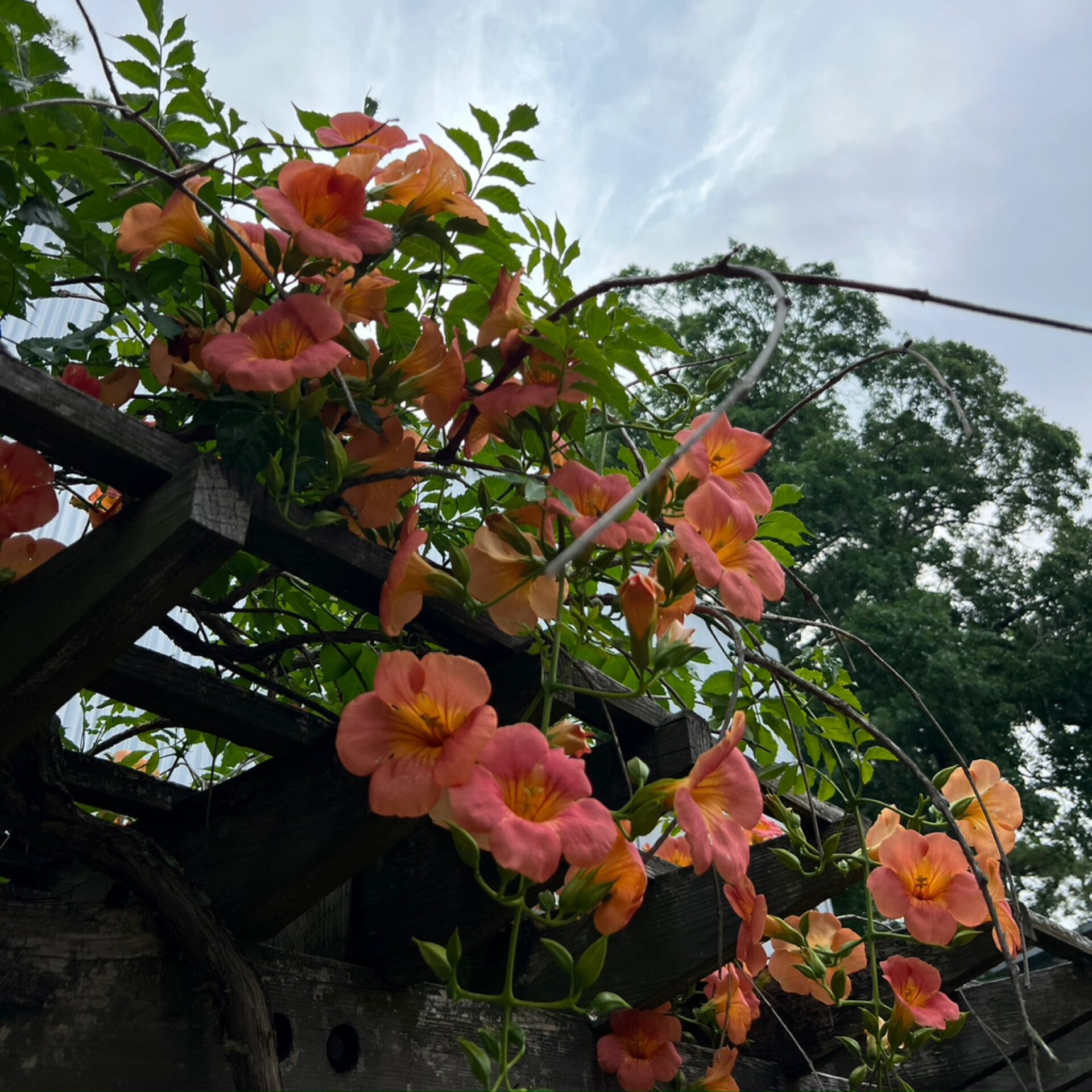 Campsis grandiflora ‘Morning Calm’ (Morning Calm Trumpet Vine) at The John Fairey Garden nursery in Hempstead, Texas
