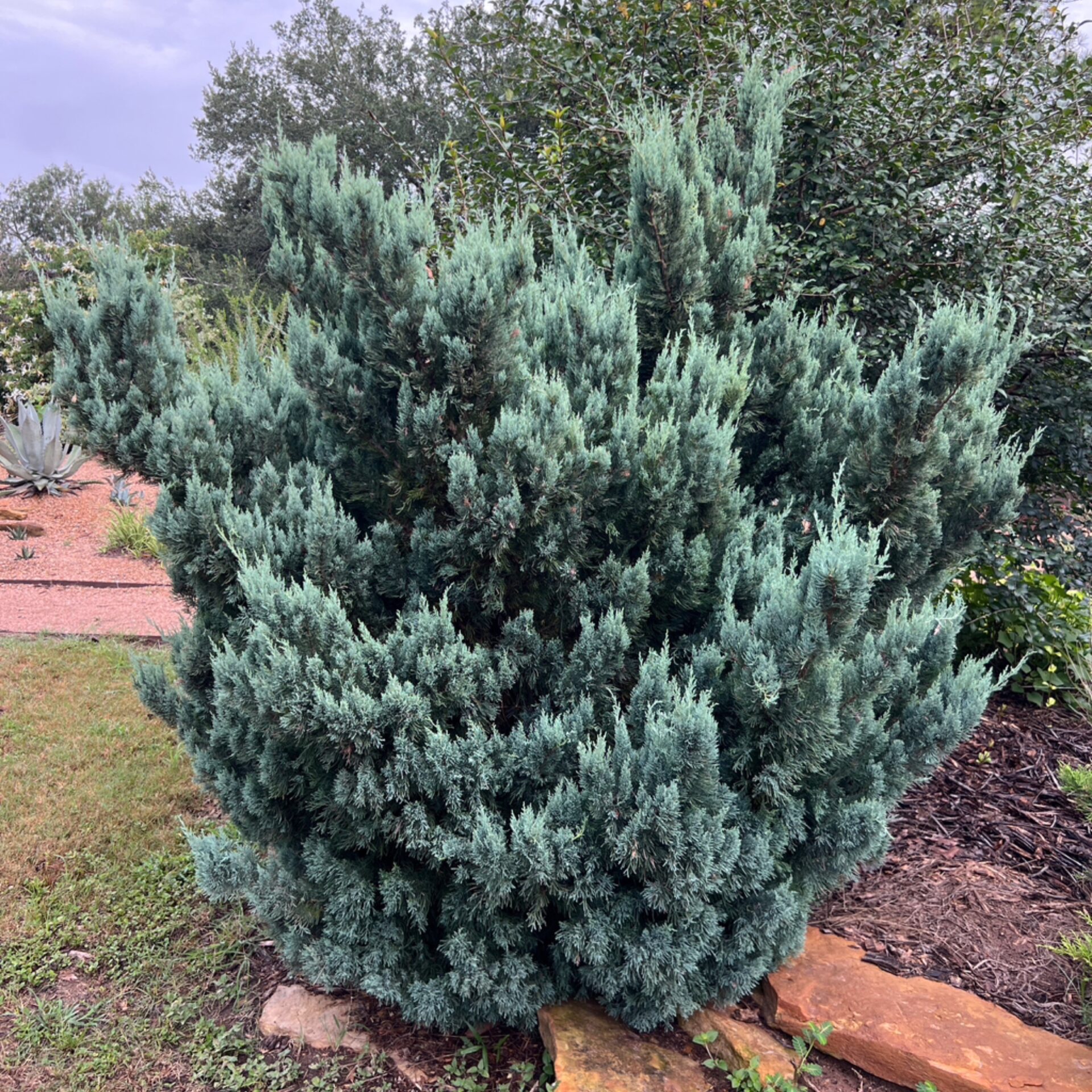 Juniperus virginiana ‘Glauca Compacta’ (Glauca Compacta Eastern Redcedar) at The John Fairey Garden nursery in Hempstead, Texas