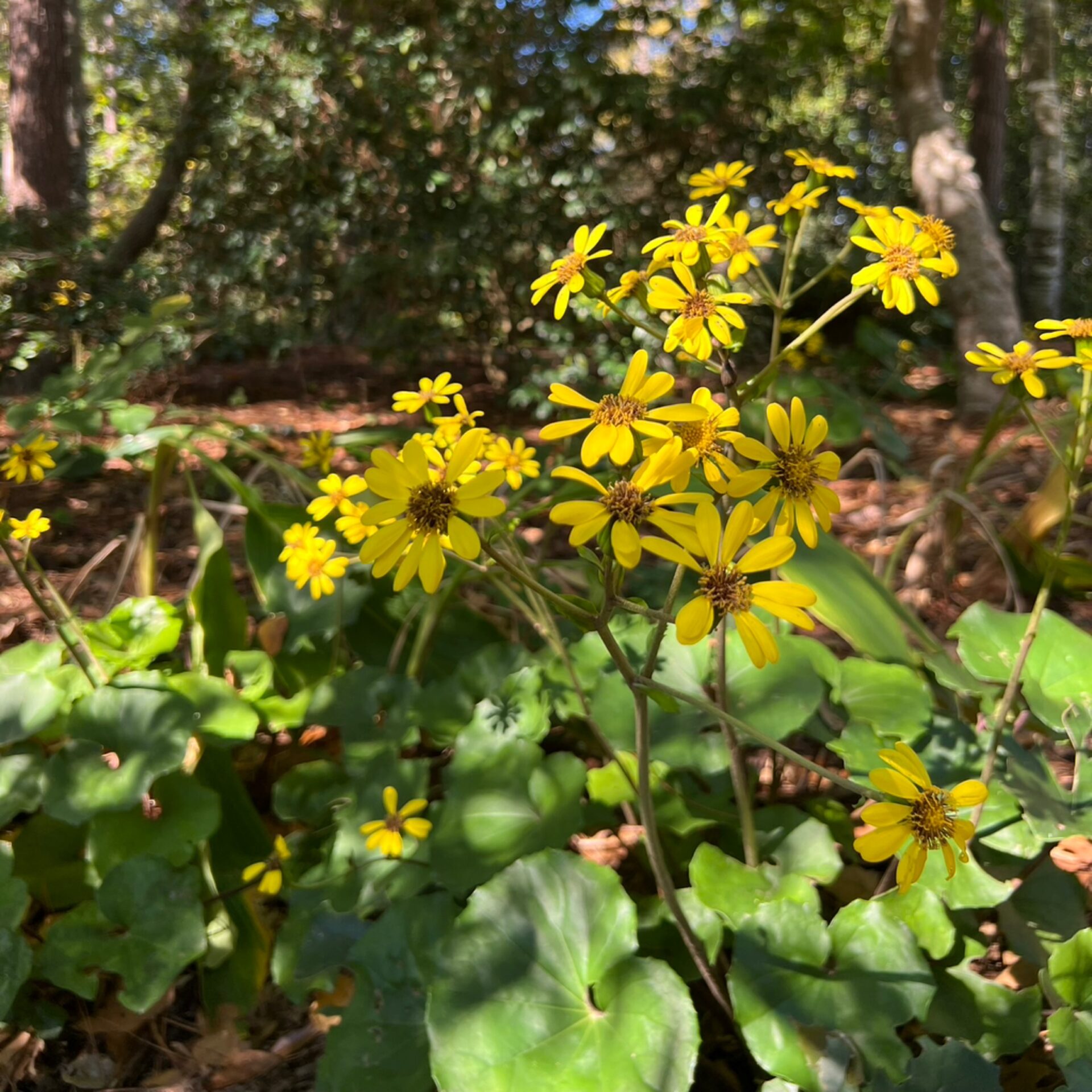 Farfugium japonicum (Tractor Seat Plant) at The John Fairey Garden nursery in Hempstead, Texas