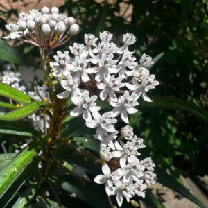 Asclepias perennis (White Swamp Milkweed) at The John Fairey Garden nursery in Hempstead, Texas