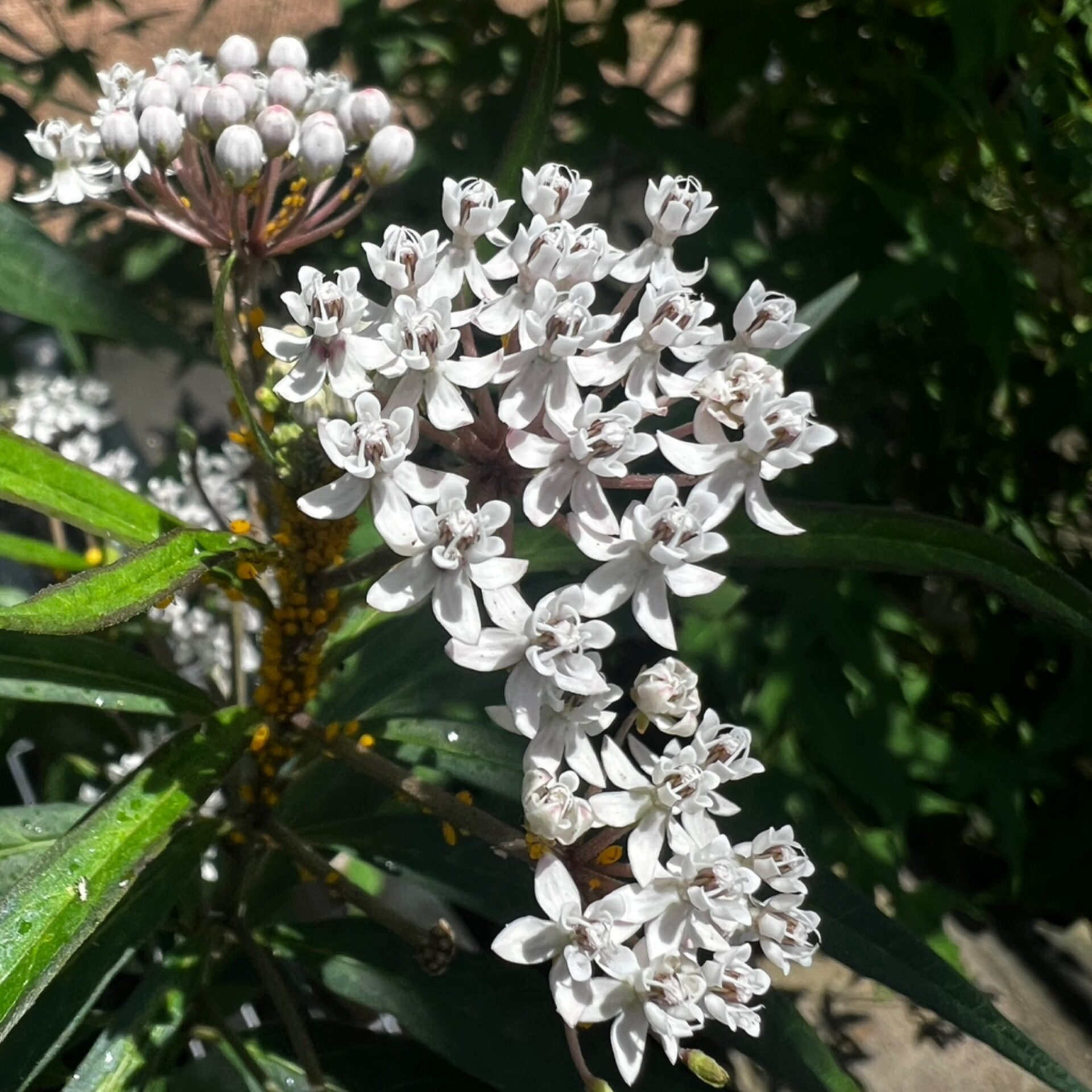 Asclepias perennis (White Swamp Milkweed) at The John Fairey Garden nursery in Hempstead, Texas