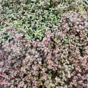 Acalypha monostachya