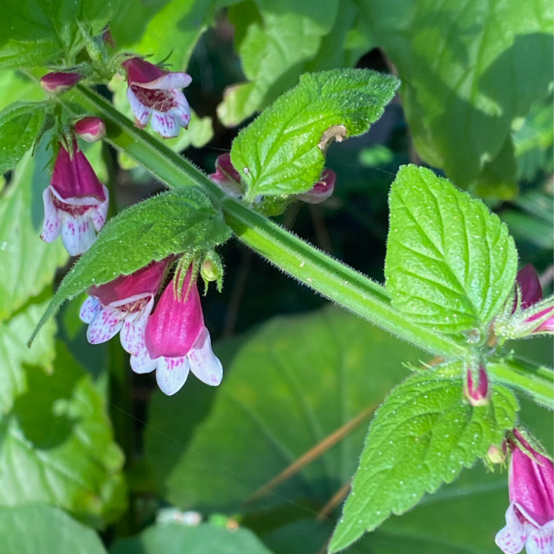 Rusellia maculosa at The John Fairey Garden nursery in Hempstead, Texas