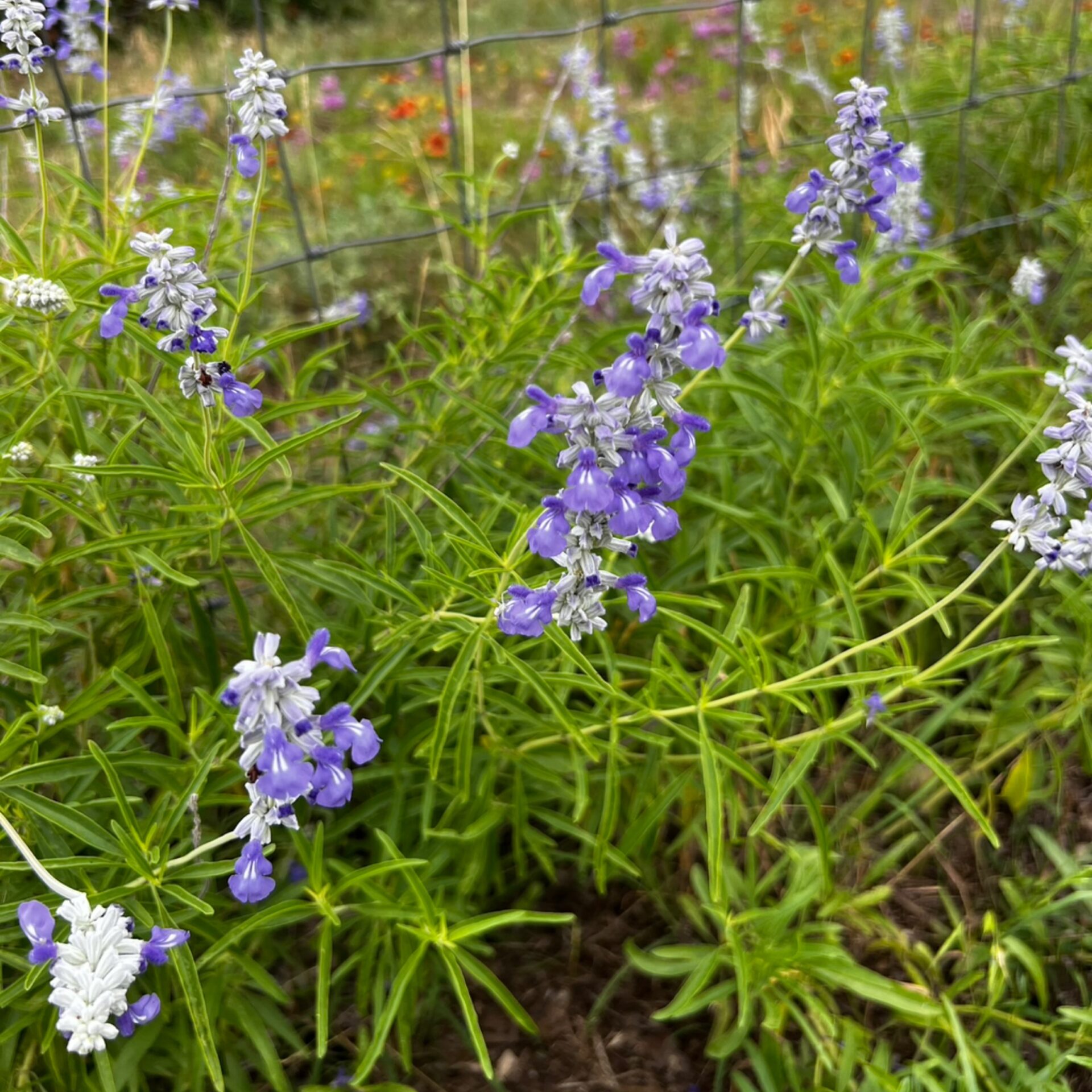 Salvia farinacea (Mealy Sage) at The John Fairey Garden nursery in Hempstead, Texas
