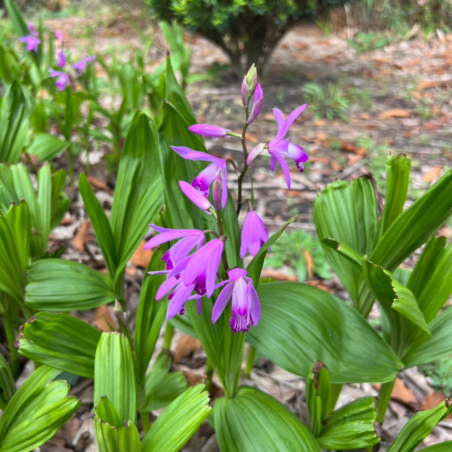Bletilla striata (Chinese Ground Orchid) at The John Fairey Garden nursery in Hempstead, Texas