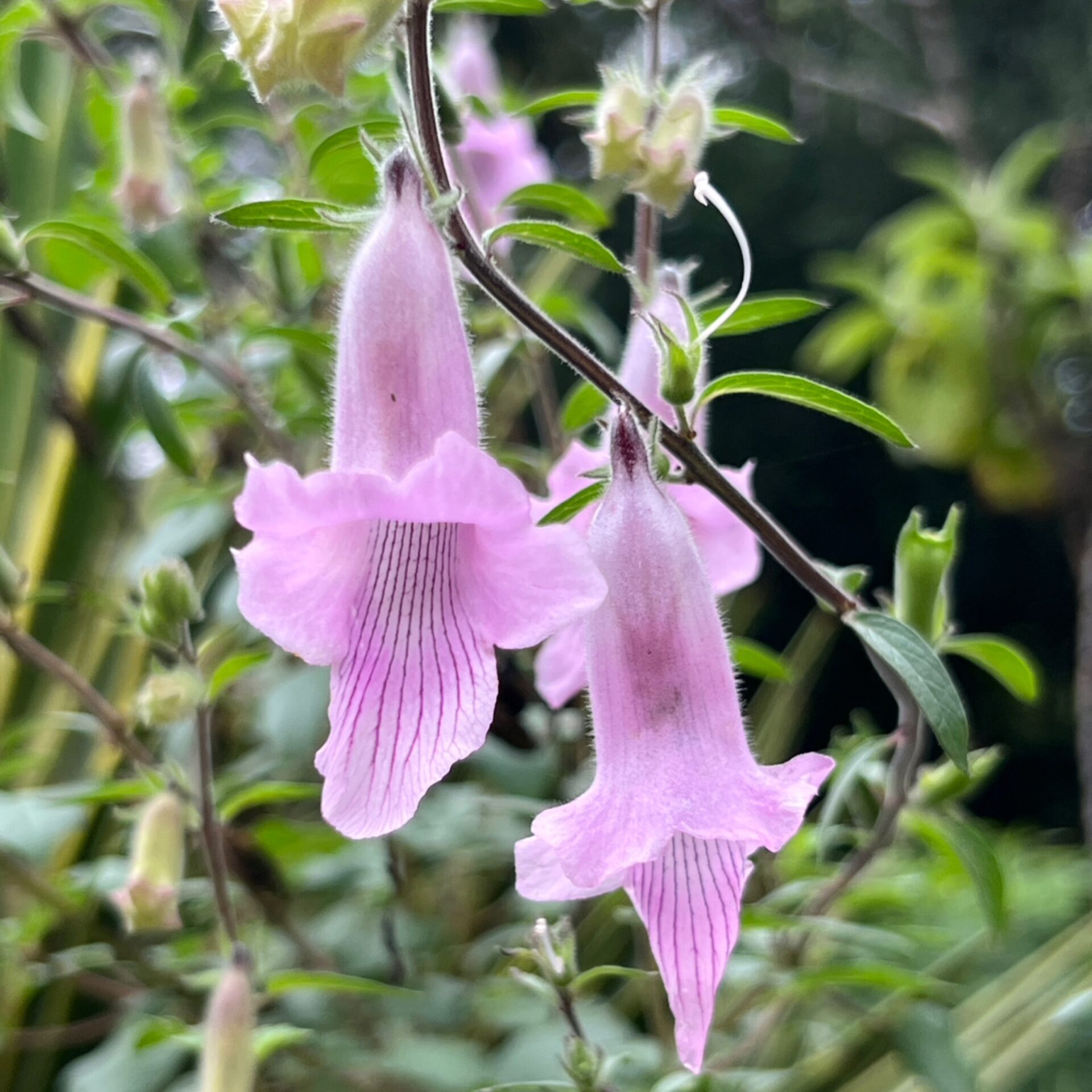 Seeds – Ceratotheca triloba (South African Foxglove Seeds) at The John Fairey Garden nursery in Hempstead, Texas