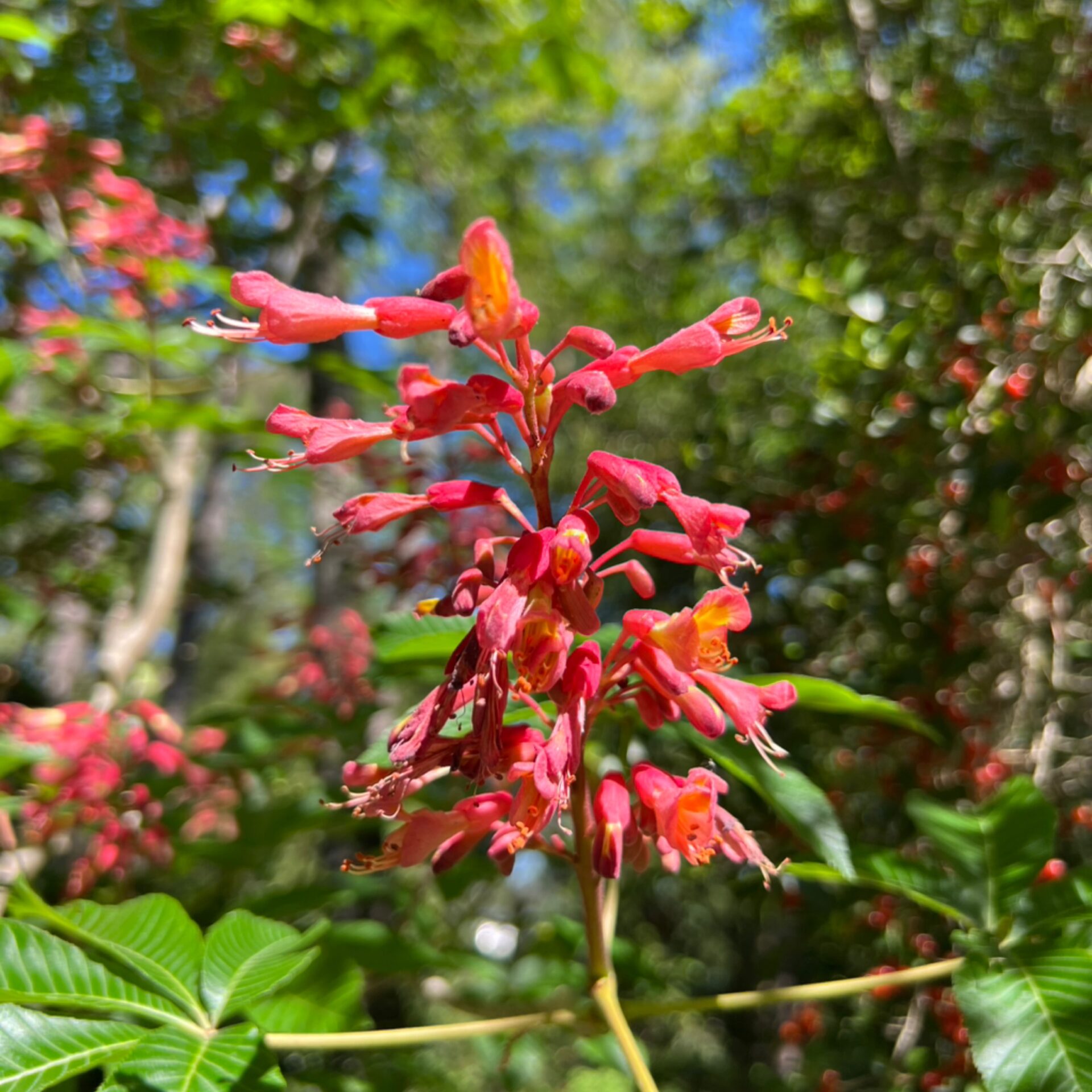 Aesculus pavia (Red Buckeye) at The John Fairey Garden nursery in Hempstead, Texas