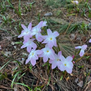 Zephyranthes 'La Bufa Rosa'