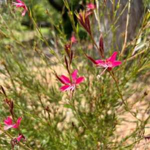 Gaura lindheimeri 'Belleza Dark Pink'