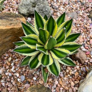 Agave lophantha 'Quadricolor'