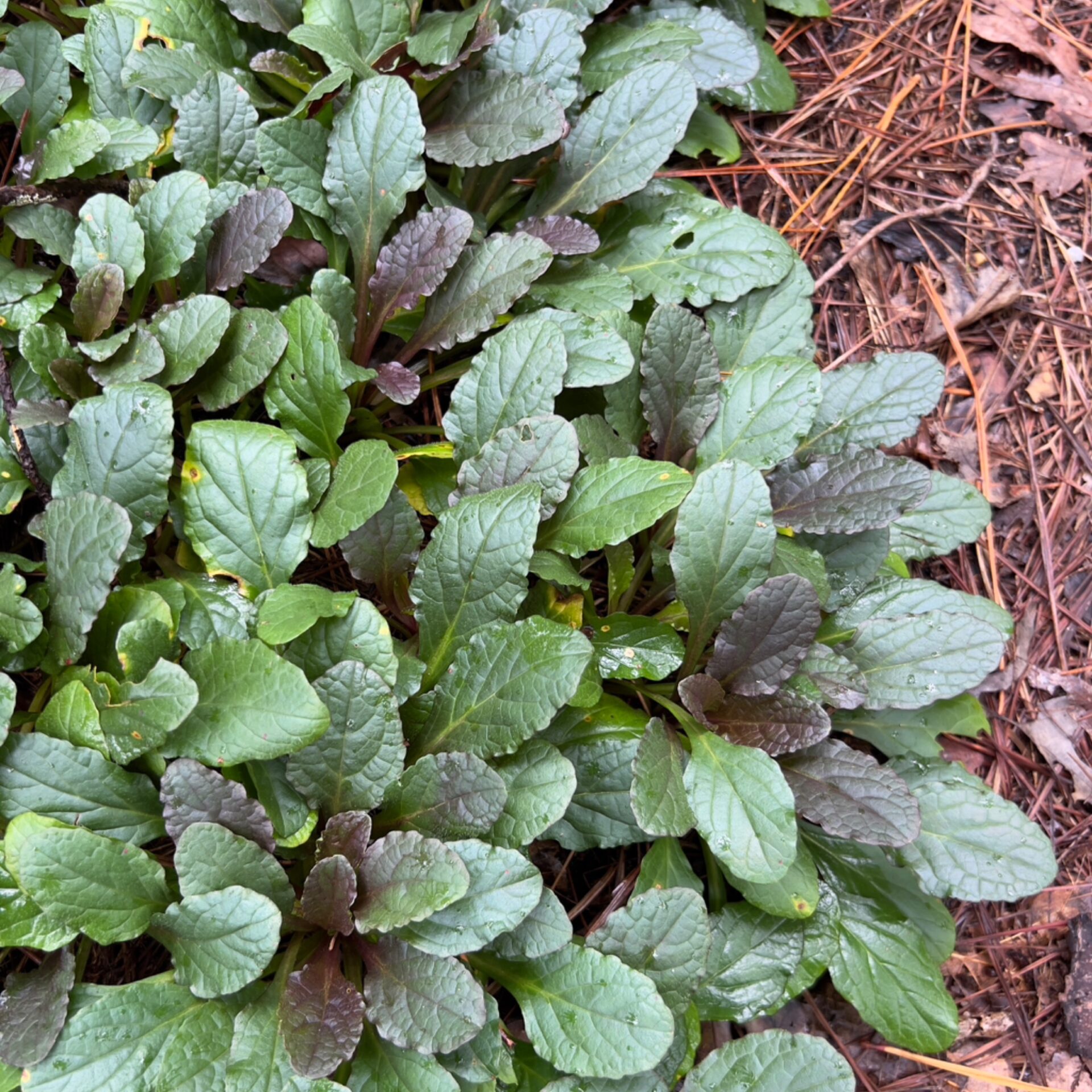 Ajuga reptans (Bugleherb) at The John Fairey Garden nursery in Hempstead, Texas