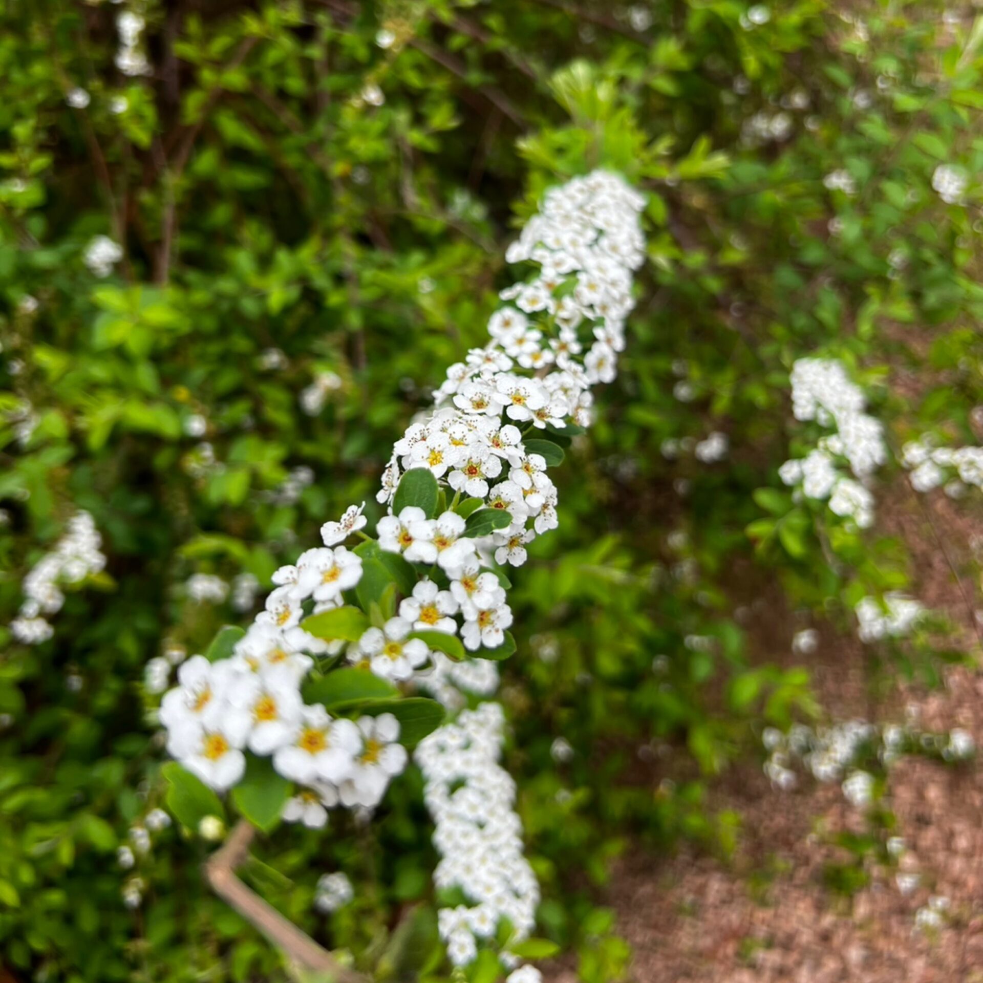 Spiraea prunifolia (Bridal Wreath) at The John Fairey Garden nursery in Hempstead, Texas