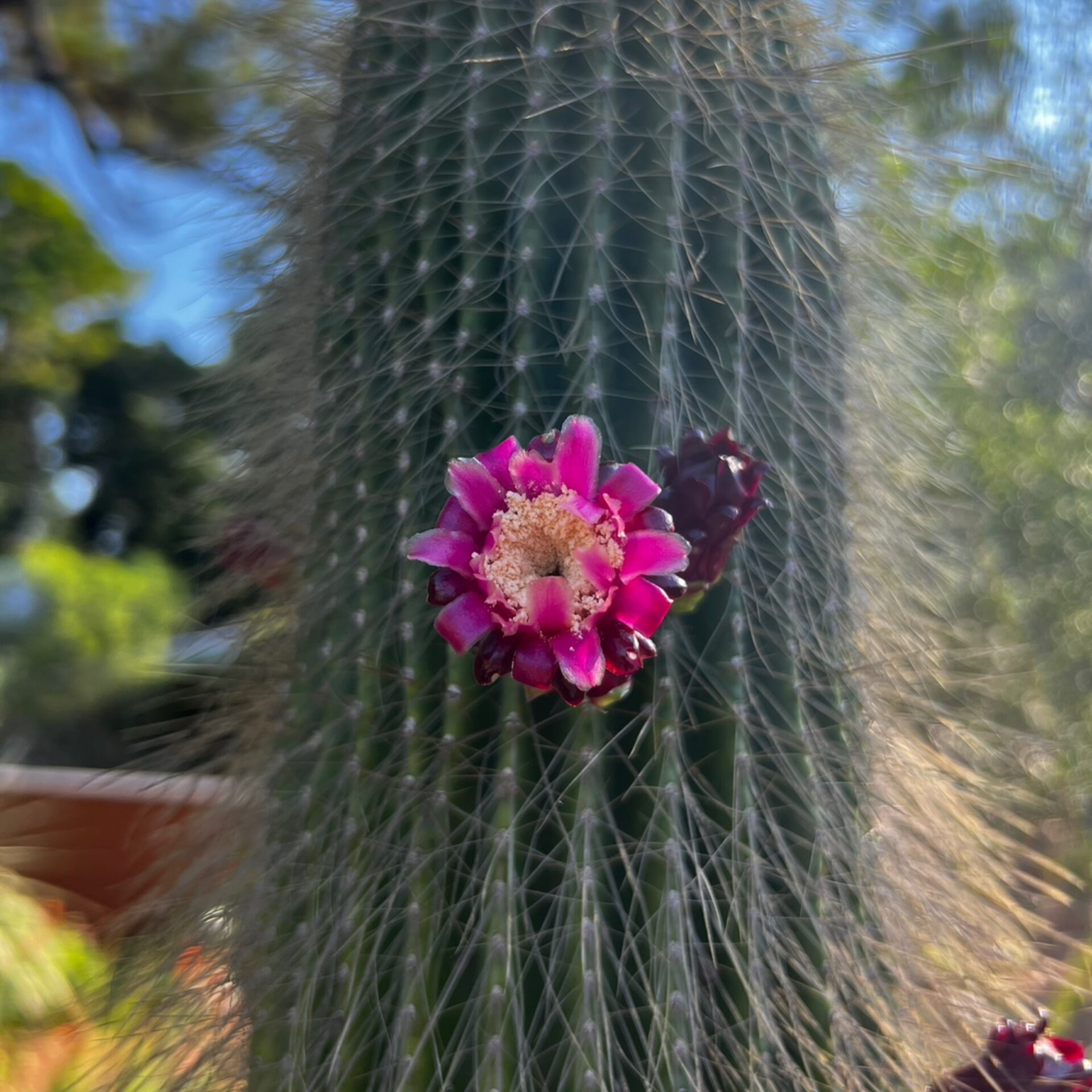 Neobuxbaumia polylopha (Cone Cactus) at The John Fairey Garden nursery in Hempstead, Texas