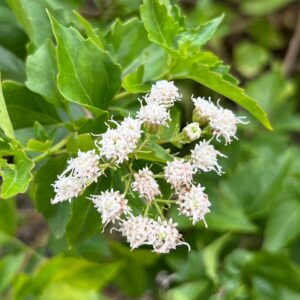 Ageratina havanensis (White Mistflower) at The John Fairey Garden nursery in Hempstead, Texas