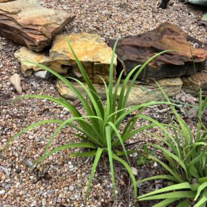 Agave bracteosa